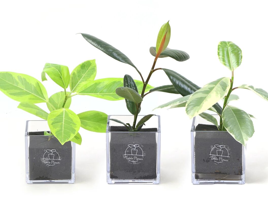 【土を使わない観葉植物】テーブルプランツ(Table Plants) フィカス(ゴムの木)
