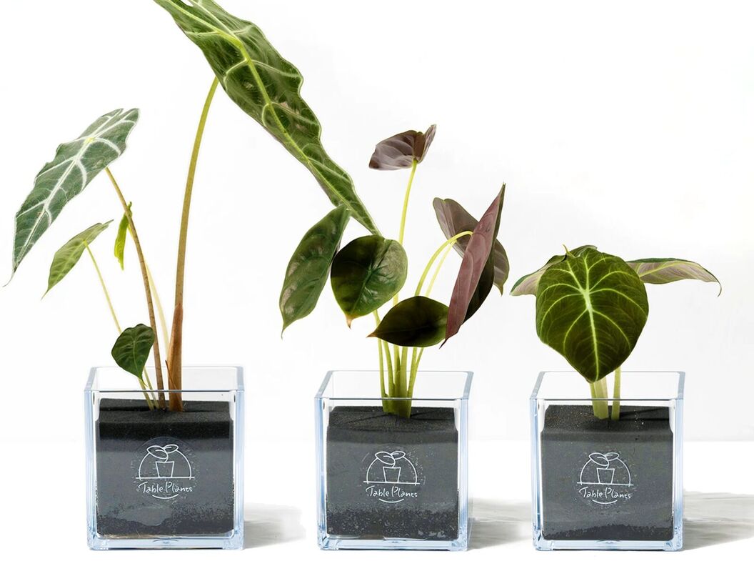 【土を使わない観葉植物】テーブルプランツ(Table Plants) アロカシア