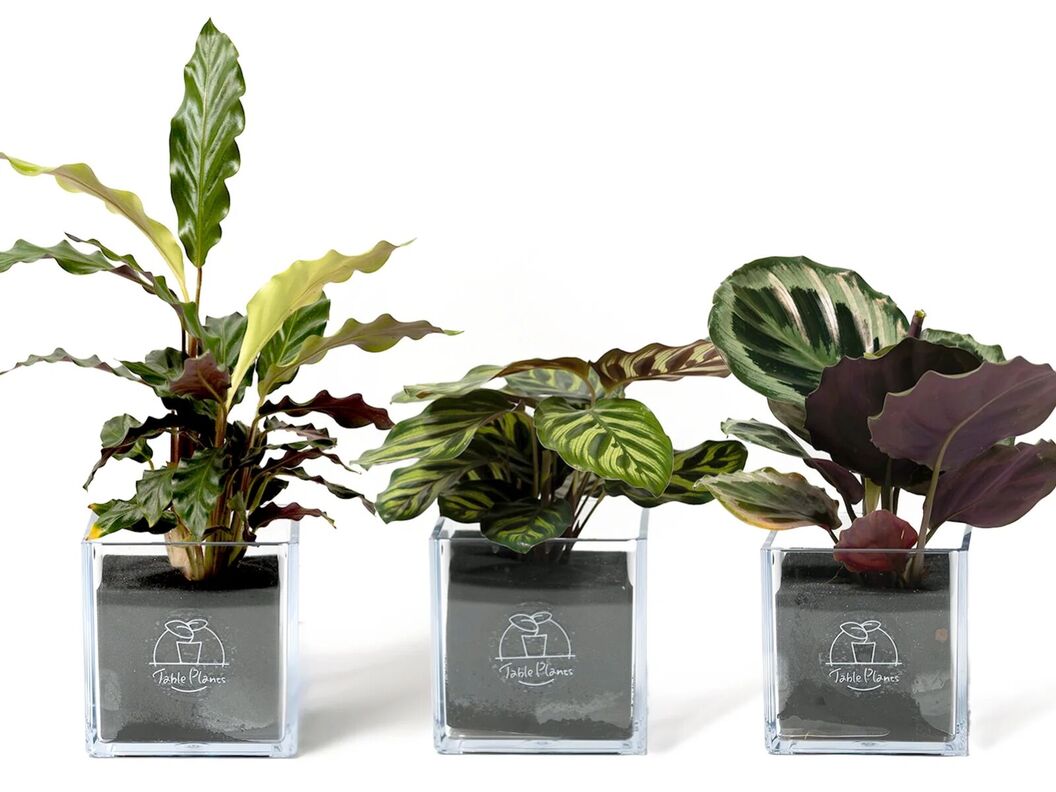 【土を使わない観葉植物】テーブルプランツ(Table Plants) カラテア