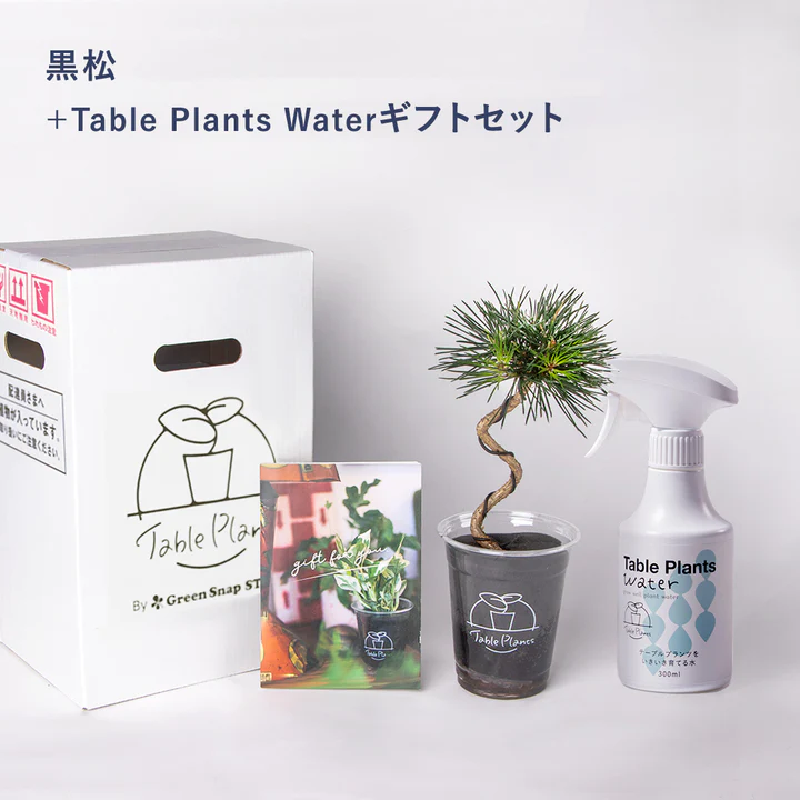 【父の日ギフト】テーブルプランツ(Table Plants) 曲がり黒松（6/10〜6/18のお届け）